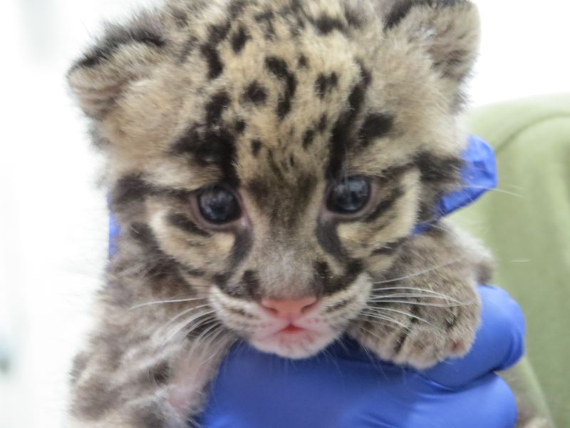 Illustration for article titled ZOMG BABY CLOUDED LEOPARDS!!!